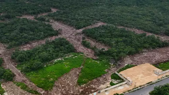 Profepa clausura obras de proyecto inmobiliario en Mérida, por cambio de uso de suelo ilegal Profepa clausura obras de proyecto inmobiliario en Mérida, por cambio de uso de suelo ilegal