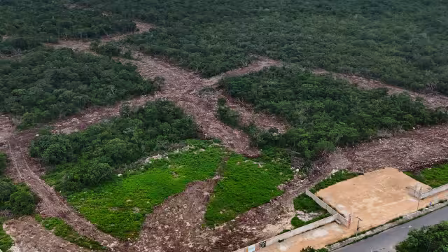Profepa clausura obras de proyecto inmobiliario en Mérida, por cambio de uso de suelo ilegal