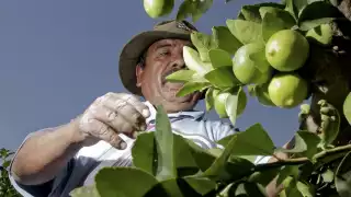 El auge en el cultivo del limón persa en el Sur de Yucatán pone en riesgo de deforestación