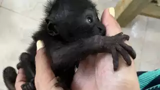 Rescatan cría de mono aullador tras la muerte de su madre