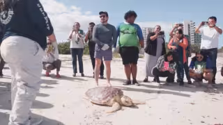 Eliminan liberaciones públicas de tortugas marinas en Yucatán, práctica usada  como atractivo turístico