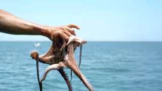 Migran pescadores de Champotón a Yucatan; confirman que "ahí les fue bien"