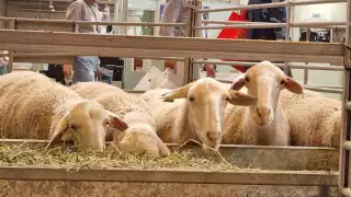 El sector ovino genera una producción de 3 mil 337 toneladas al año