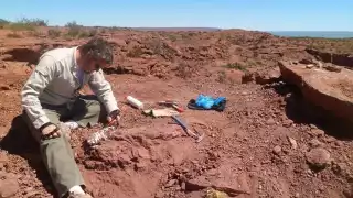 Descubren una nueva especie de dinosaurio relacionada con las aves en Argentina