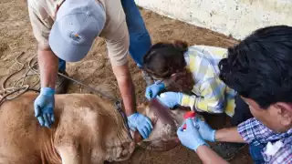 Ahora hay 17 animales infectados en Chiapas y uno en Campeche.