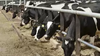 En la Isla de las Golondrinas supervisan cargamentos cárnicos que llegan desde Yucatán, con estrictos filtros sanitarios y en el rastro municipal