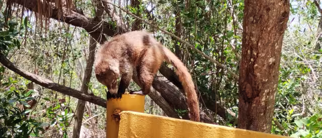 La pérdida de su hábitat ha provocado que los animales busquen alimento y zonas arboladas