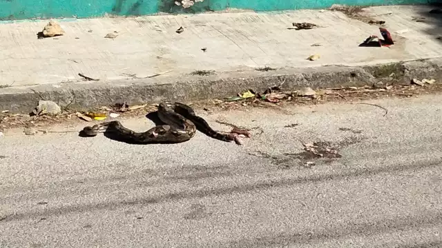 Algunas personas dijeron  que era mejor pedir ayuda; sin embargo, la boa fue apedreada