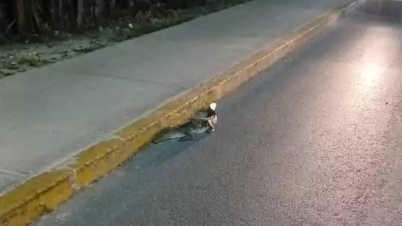 El cocodrilo quedó mal herido sobre la cinta asfáltica. El cocodrilo quedó mal herido sobre la cinta asfáltica.