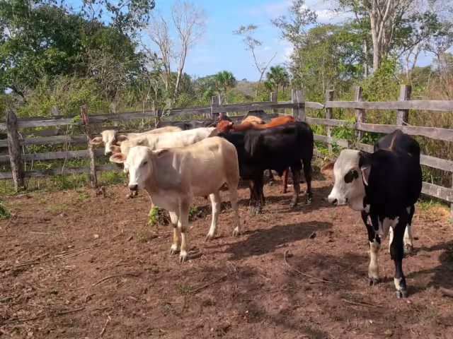 Ganaderos llaman a no caer en desinformación sobre carne contaminada