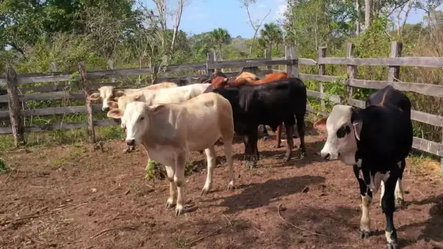 Ganaderos llaman a no caer en desinformación sobre carne contaminada