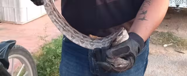 Boas también han sido atrapadas dentro de las viviendas