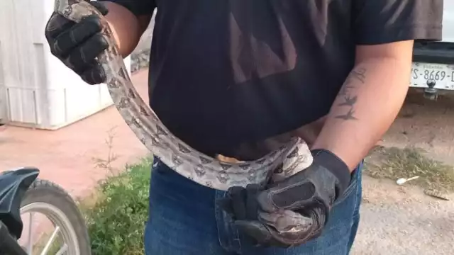 Boas también han sido atrapadas dentro de las viviendas