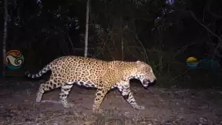 Alertan por avistamiento de jaguares  en Campeche; han atacado a mascotas en zonas rurales