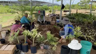 Ayuntamiento impulsa programas verdes más allá de la Cruzada Forestal