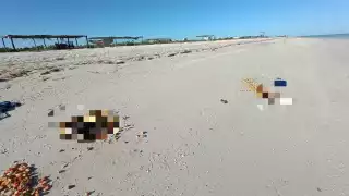 Hallan aves muertas en playa de Sisal;  acusan posible ritual  