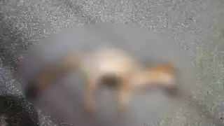 En días recientes un zorro gris fue atropellado al norte de Mérida, lo que abrió el debate sobre este tipo de amenaza para la fauna silvestre que habita en Mérida