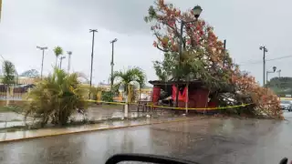 Diversas comunidades reportan inundaciones, fallas de energía eléctrica y la caída de árboles