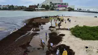 Un total de 70 personas trabajaron en conjunto y retiraron con éxito la talofita antes del mediodía