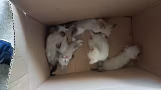 Los cinco gatitos fueron encontrados dentro de una caja de cartón