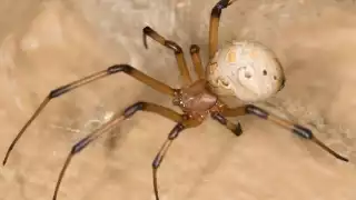 La araña viuda marrón prefiere lugares oscuros de las viviendas