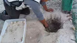 Fuerte onda de calor y erosión amenazan a tortugas marinas en Campeche