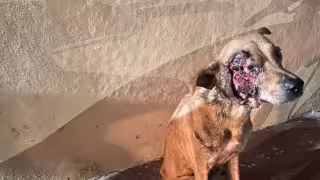 Abandonado y con el rostro destrozado: rescatan a Scrappi y exigen castigo por maltrato animal en Tizimín