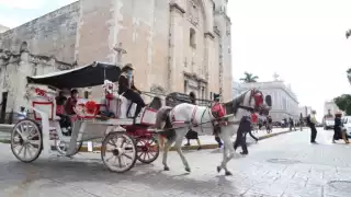 Animalistas piden cárcel para el calesero que golpeó a un caballo en el Centro de Mérida