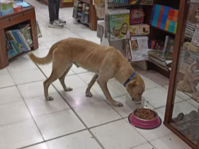 Los lomitos entran a la librería para refugiarse del sol y el calor