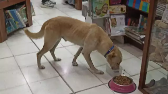 Los lomitos entran a la librería para refugiarse del sol y el calor