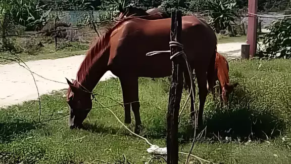 Un caballo se atravesó en la avenida y provocó que una moto cayera al pavimento en Sabancuy
