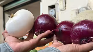 Se dispara el precio de la cebolla en Champotón: pasa de 20 a 35 pesos el kilo