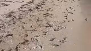 Marea roja enciende las alertas antes de las vacaciones de Verano en Yucatán; crearán comité de vigilancia