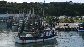 Aplazan veda del camarón en Campeche y Quintana Roo hasta el cinco de septiembre