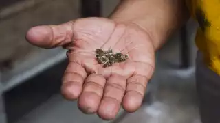 En el 2024 se reportaron más abejas y panales muertos en comisarías en Tizimín