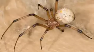   La venenosa araña que habita en Yucatán y puede esconderse entre tus muebles  