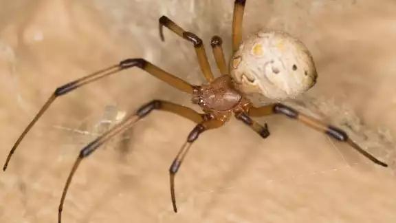 La araña viuda marrón prefiere lugares oscuros de las viviendas La araña viuda marrón prefiere lugares oscuros de las viviendas