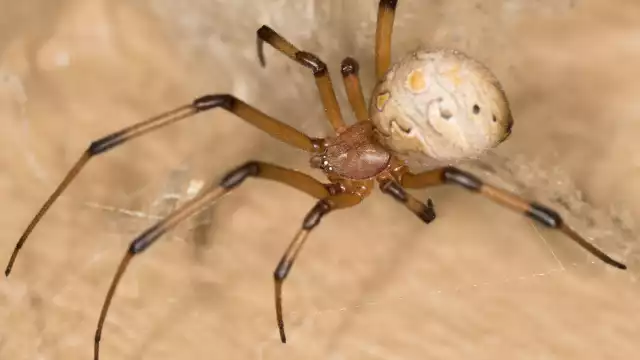 La araña viuda marrón prefiere lugares oscuros de las viviendas
