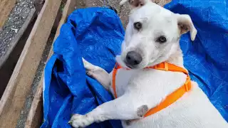 Mercado 23 de Cancún, el hogar de “Paloma", una perrita callejera   rescatada por la comunidad 