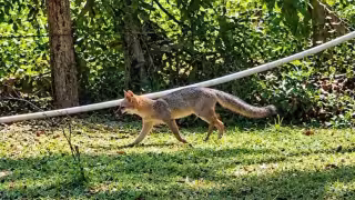 ¡Sorpresa en el tecnológico! Captan a un zorro gris merodeando por el Itescham en Champotón