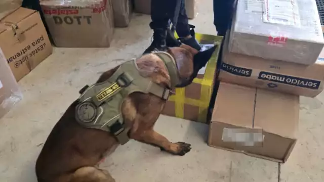 Logan del Grupo K9 logró la detección de las drogas.