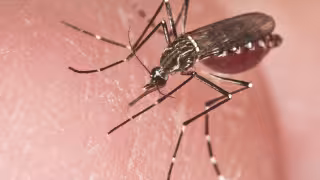 Desde el 2020 y hasta el año pasado no hubo casos autóctonos