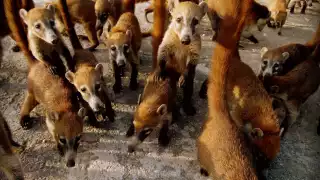 Ciudadanos aseguran que se dejaron de ver desde antes de la pandemia.