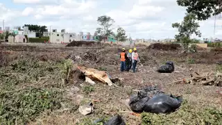 Urbanización convierte al estado en el segundo que mayor deforestación presenta en los últimos 15 años.
