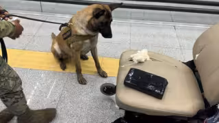 El binomio canino logró detectar las drogas que eran transportadas en la silla de ruedas.