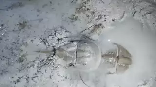 Temporada de pulpo pone en peligro a la cacerolita de mar  en Yucatán