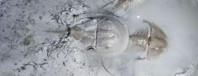 La población de la cacerolita de mar ha disminuido en un 75% en los últimos años