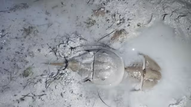 La población de la cacerolita de mar ha disminuido en un 75% en los últimos años