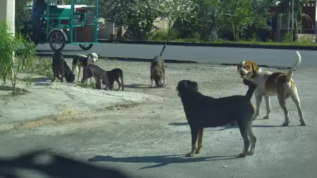El Ayuntamiento de Mérida refuerza la vigilancia a veterinarias, ya que 50% de los casos corresponde a canes