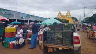 Productores de Oxkutzcab anticipan repunte en precios del limón y otros cítricos